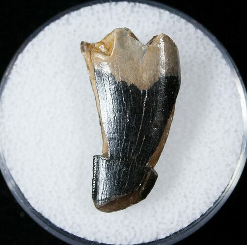 Tyrannosaurid Tooth Fragment - Montana #15223